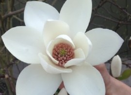 unnamed (1)34